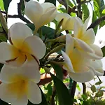 Bed & Breakfast La Pomelia Agrigento